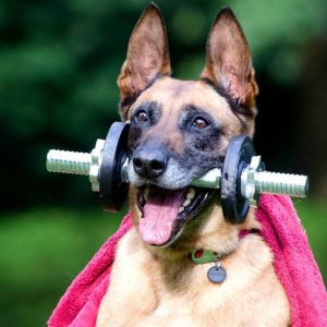 Blog Healthy Habits & Exercises for Your Pets